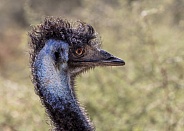 Headshot profile of an emu