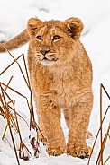 Lion Cub