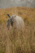 Indian rhino in the nature habitat