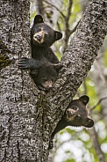 Black Bear Cubs