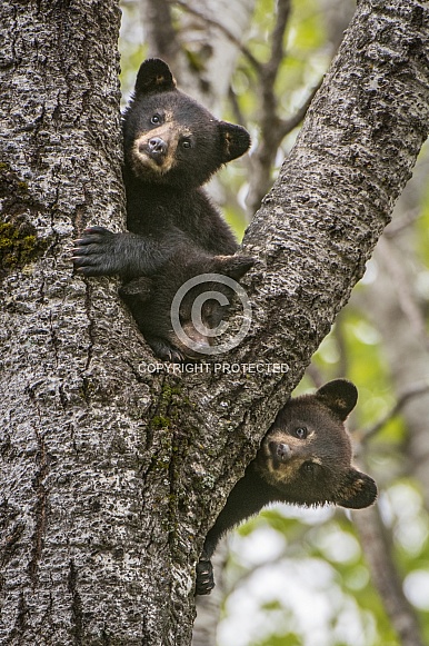 Black Bear Cubs