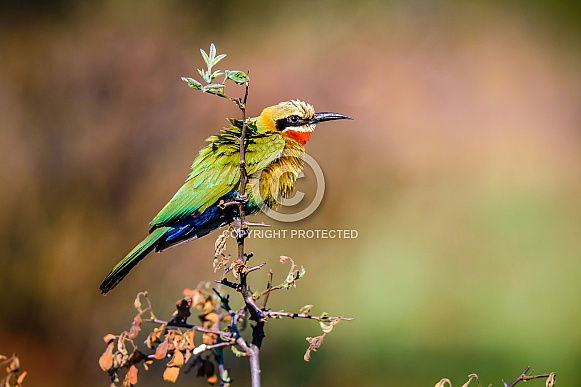 White-Fronted Bee-Eater White-Fronted Bee-Eater