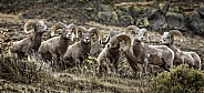Bighorn Sheep-Bighorn Lineup