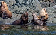 Stellar Sea Lions