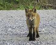 A Curious Red Fox Kit in Alaska