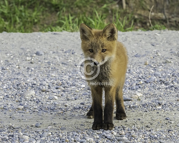 A Curious Red Fox Kit in Alaska A Curious Red Fox Kit in Alaska
