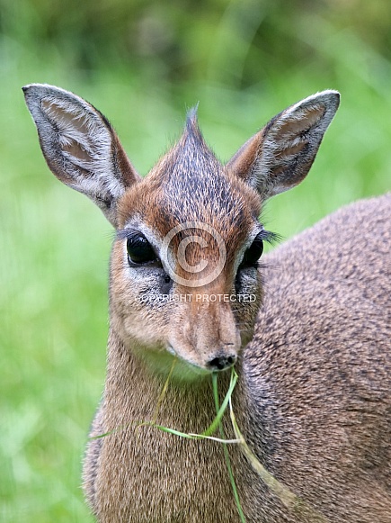 Kirk's Dik-Dik