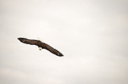 Bald Eagle (wild)