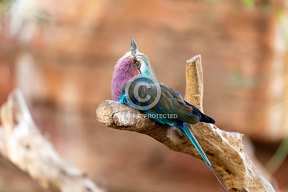 Lilac breasted roller (Coracias caudatus)