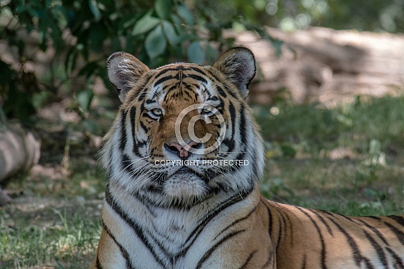 Siberian Tiger