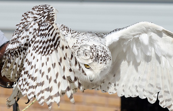 Snowy Owl Snowy Owl