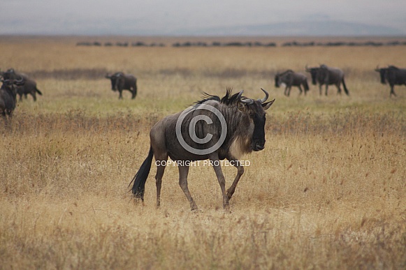 wildebeest wildebeest