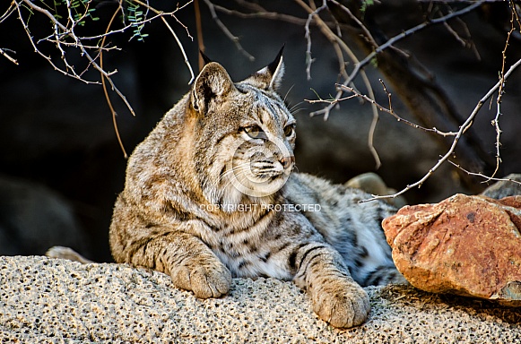 Bobcat Bobcat