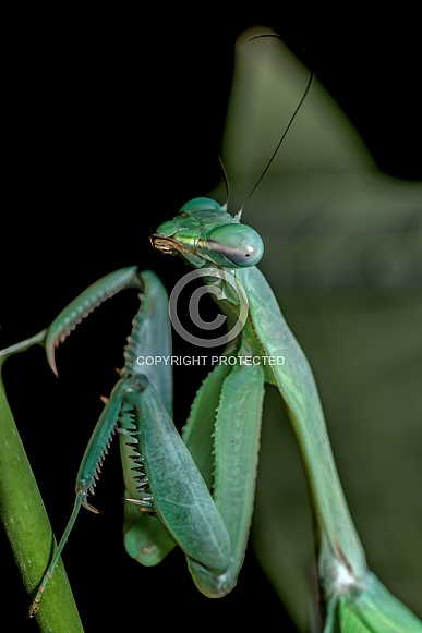 Praying Mantis