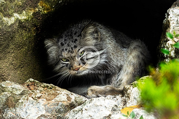 Pallas cat, looking at camera in den