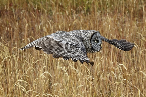 Great Grey Owl--Meadow Skimmer Great Grey Owl--Meadow Skimmer