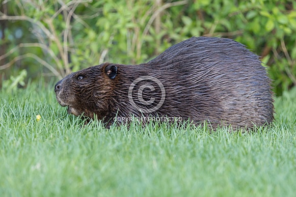 Beaver in nature