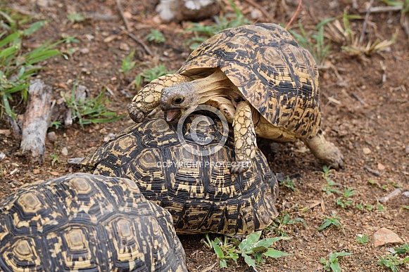 Tortoise