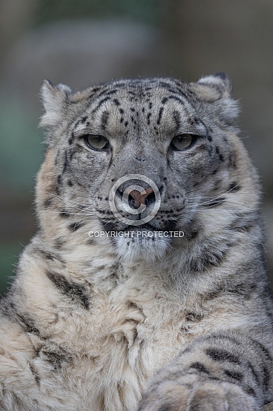 Snow Leopard