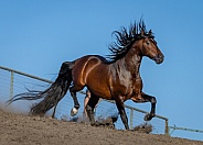 Warlander Horse