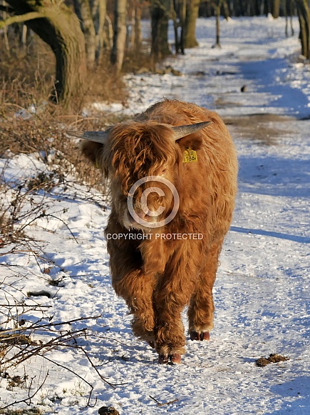 Scottish Highland Cattle
