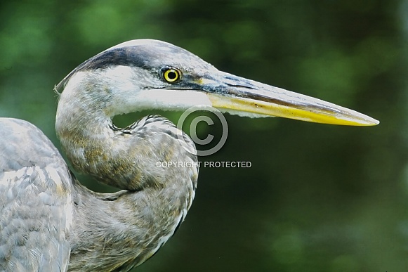 Great Blue Heron head study