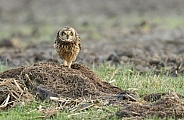 The short-eared owl (Asio flammeus)