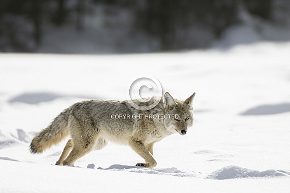 Coyote