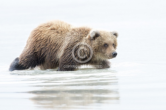 Brown Bear Cub