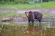 Grizzly Bear - Male
