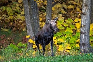 Young moose walking out of the woods during Fall colors