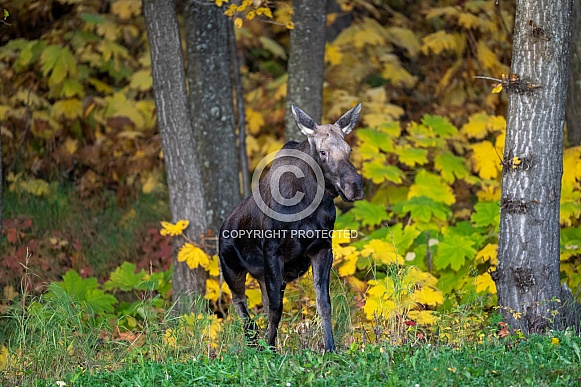 Young moose walking out of the woods during Fall colors