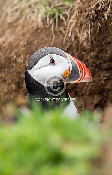 Puffin the birds from the arctic. Puffin the birds from the arctic.