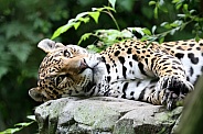 Jaguar (Panthera Onca)