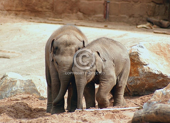 Elephant Calves
