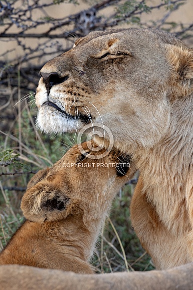 Lioness with her cub Lioness with her cub