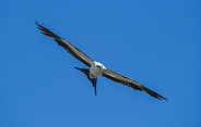 Swallow tailed kite - Elanoides forficatus - in flight with mouth open at camera with blue sky background in North Florida