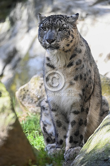 Snowleopard