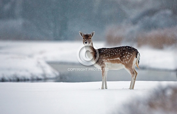 Fallow Deer Fallow Deer