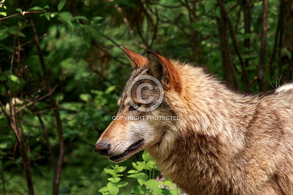 Wolf and Wolf Pups