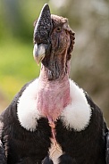 Andean Condor Portrait
