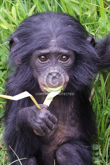 Bonobo (Pan Paniscus)