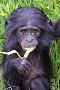 Bonobo (Pan Paniscus)