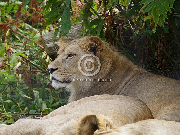 East African Lion