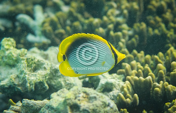 Yellow Butterflyfish