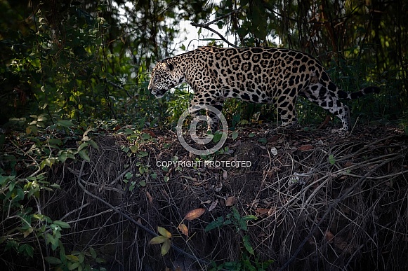 American jaguar in the nature habitat