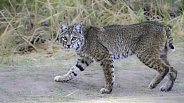 Arizona Bobcat startled while hunting