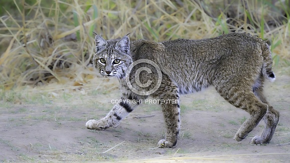 Arizona Bobcat startled while hunting Arizona Bobcat startled while hunting