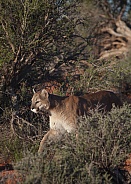 Cougar Puma concolor