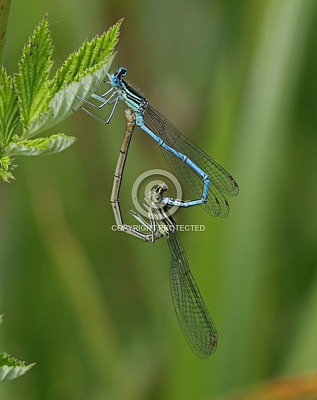 White legged Damselfly White legged Damselfly